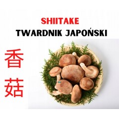 Świeże shiitake twardnik japoński jadalny BIO EKO